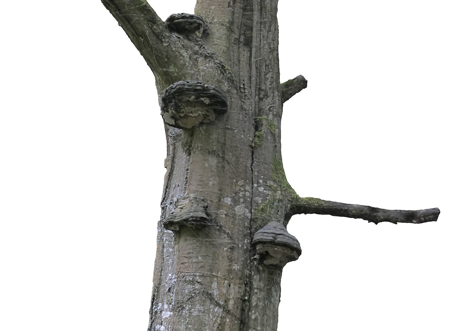 3D forest asset hd model https://p.turbosquid.com/ts-thumb/o3/thvAwP/liT8Y0Va/890008/jpg/1603905170/1920x1080/fit_q87/707b7eb741e31228cde5de5dcb2a1f011f5be061/890008.jpg