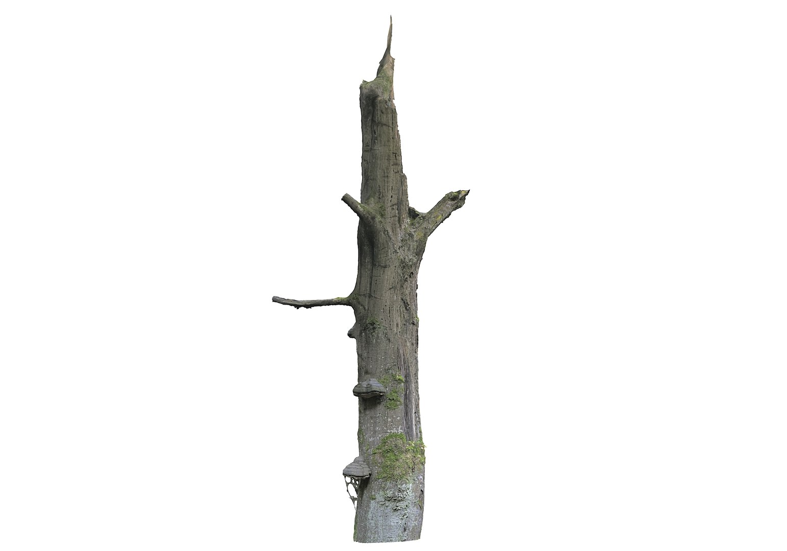 3D forest asset hd model https://p.turbosquid.com/ts-thumb/o3/thvAwP/n8URRV9j/8900/jpg/1603905169/1920x1080/fit_q87/41039a6a1d3fb691f348fb9dcd9209ea9a1fb16c/8900.jpg