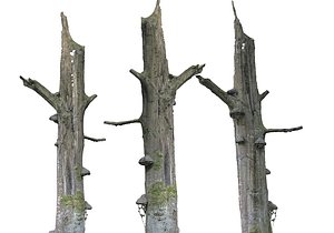 3D forest asset hd model