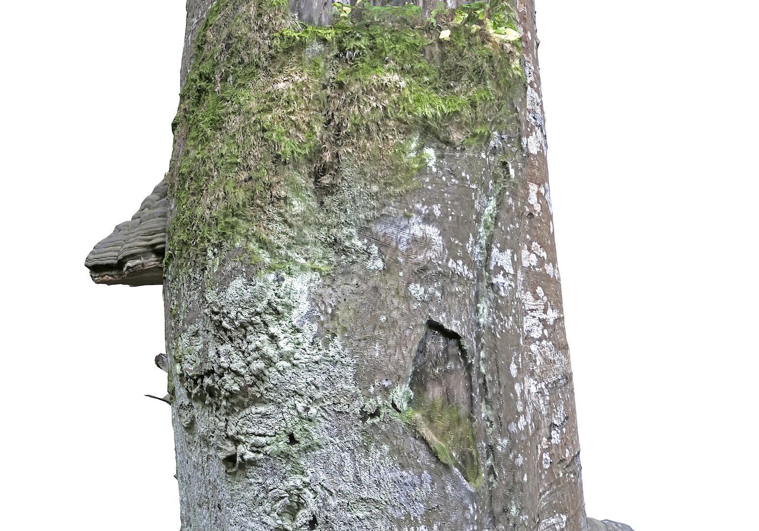 3D forest asset hd model https://p.turbosquid.com/ts-thumb/o3/thvAwP/uxUvCyIH/890007/jpg/1603905170/1920x1080/fit_q87/c2b76b39833b502ea97154cbfcdb3faf2254d841/890007.jpg