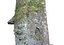 Forest Asset HD