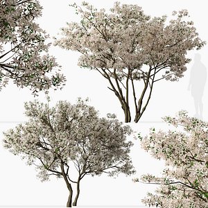 Set of Flowering Serviceberry or Kupfer Felsenbirne Trees