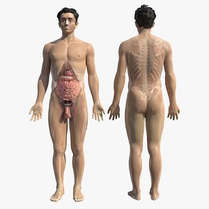 full human body anatomy 299 3D