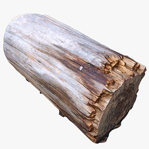 3D tree trunk stump model