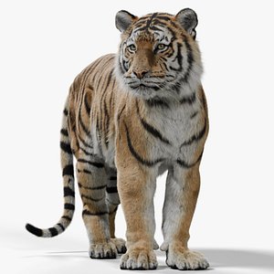 3D model Bengal Tiger