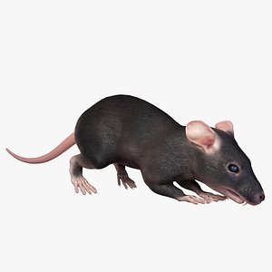 brown rat common 6 3D model