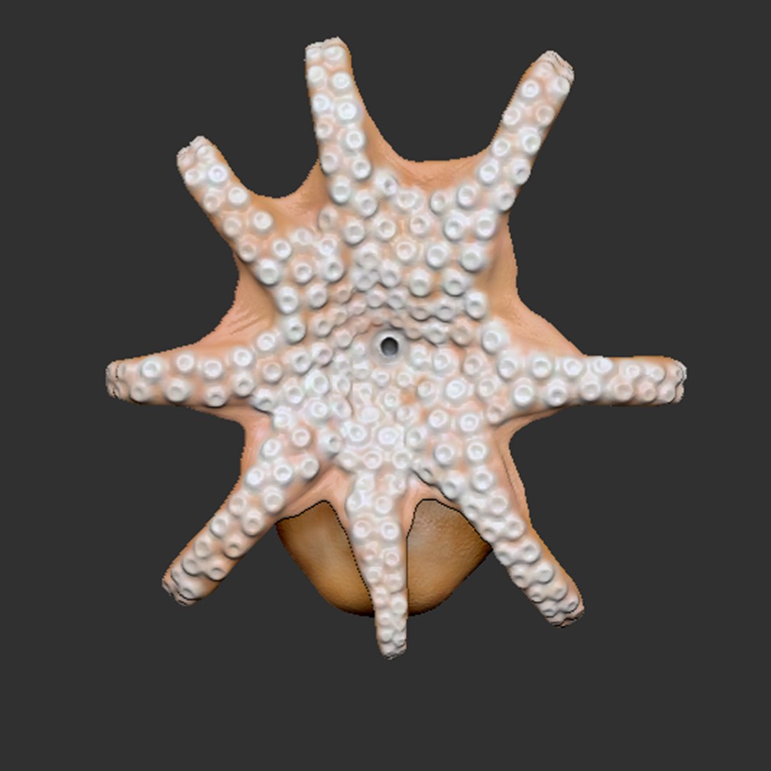 Octopus Polygons Zbrush Model - TurboSquid 1194303
