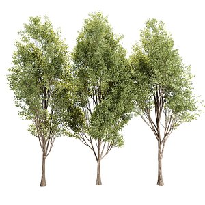 Populus Tree Vol 380