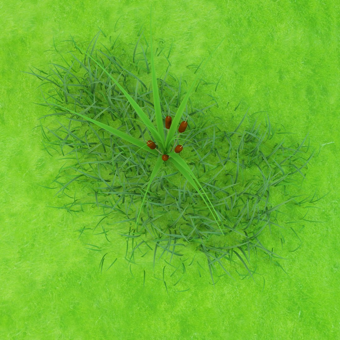 3D Cattail Reed Model - TurboSquid 1621021