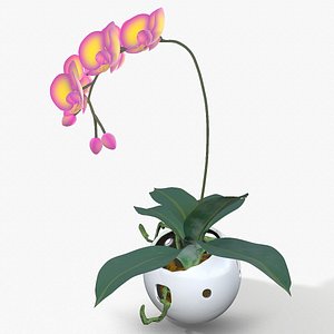 3D falenopsis