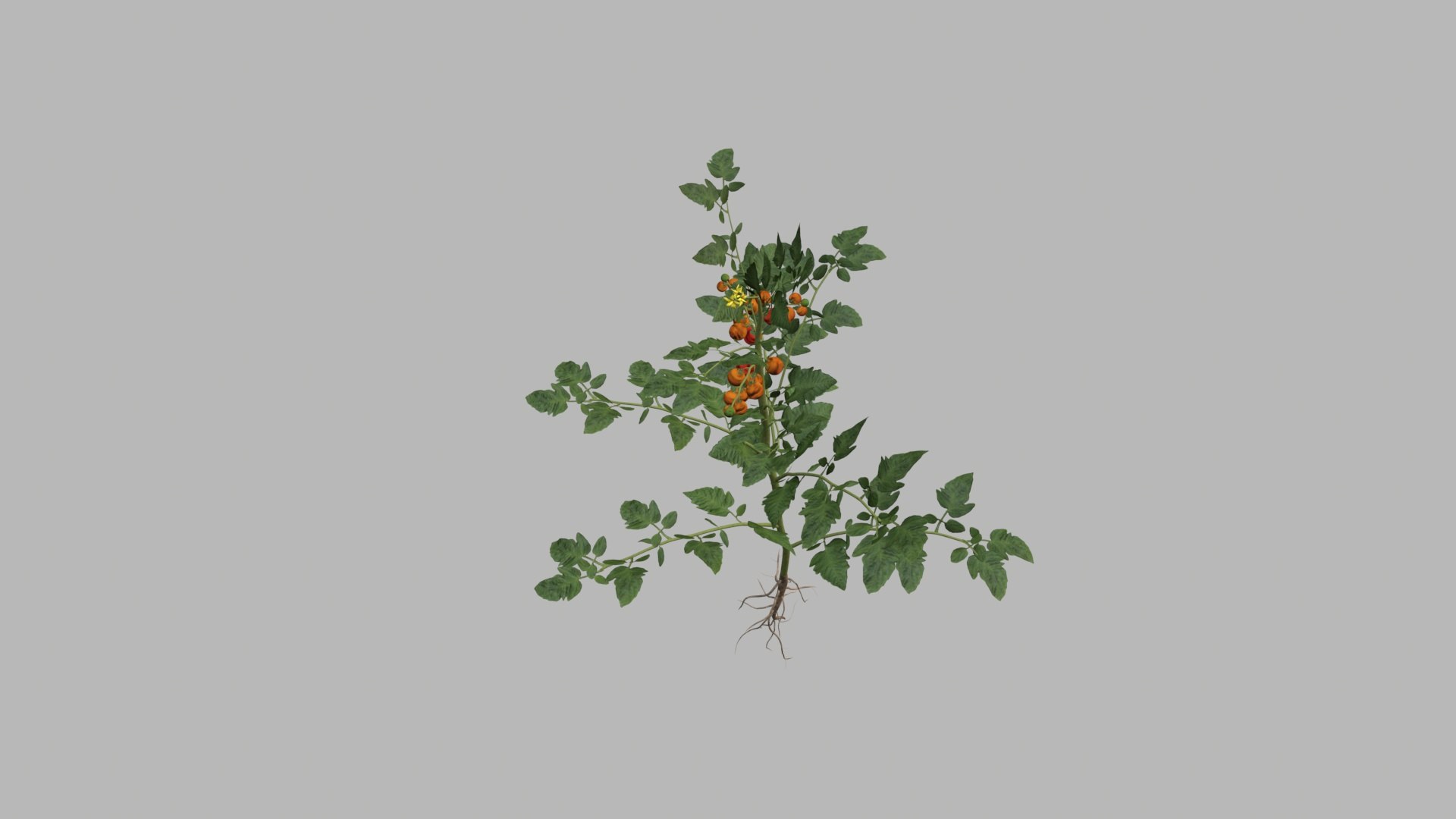 3D model Tomato plant low poly https://p.turbosquid.com/ts-thumb/o5/8EPmwy/Uc/tomato_plant/jpg/1673089976/1920x1080/fit_q87/9784f309696374c73c67907597e23b1a50c2b603/tomato_plant.jpg