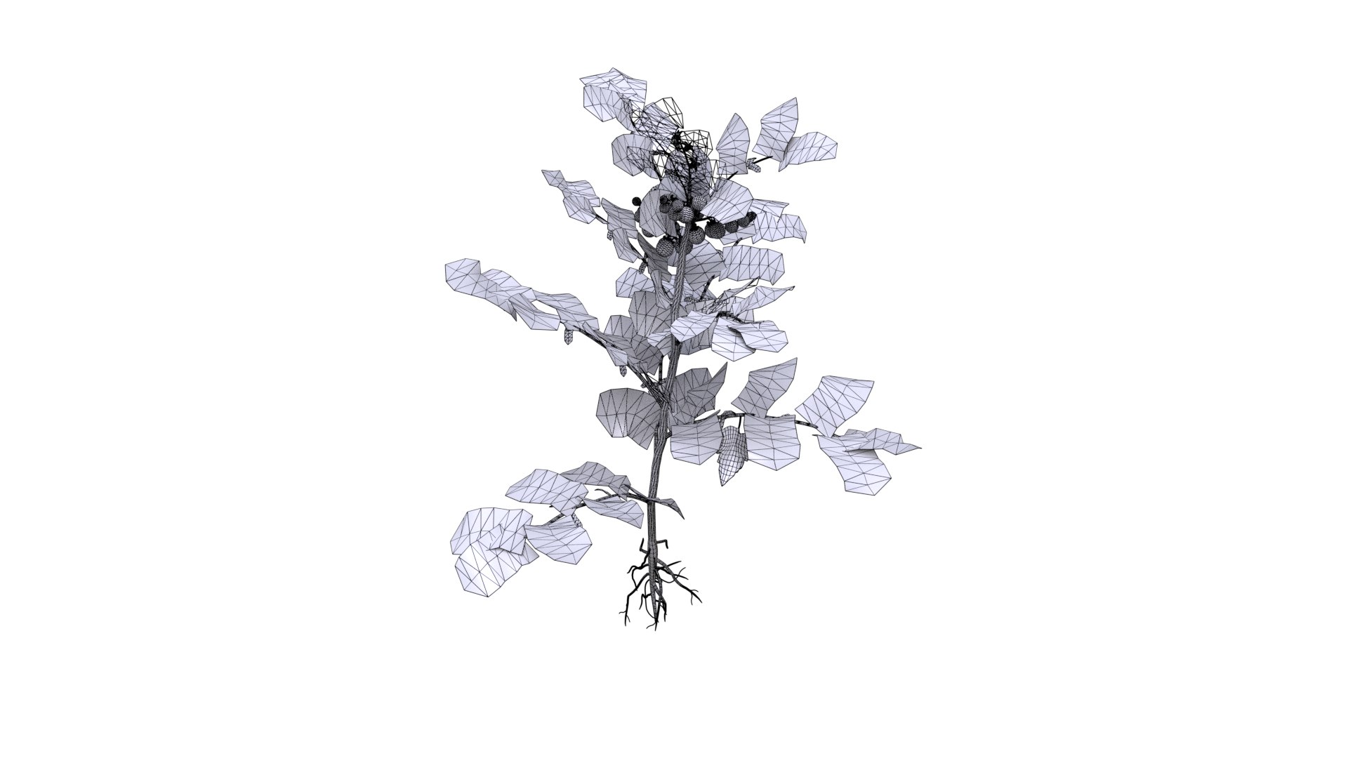 3D model Tomato plant low poly https://p.turbosquid.com/ts-thumb/o5/8EPmwy/V5/tomato_001/png/1673089954/1920x1080/fit_q87/5689ae5018239ee212064624e2e86de28a1e3d7d/tomato_001.jpg