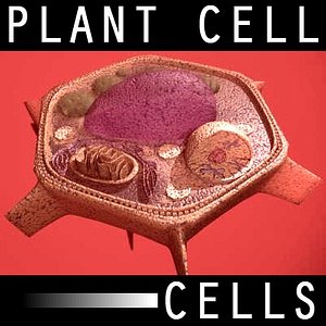 organically plant cell anatomy 3d model