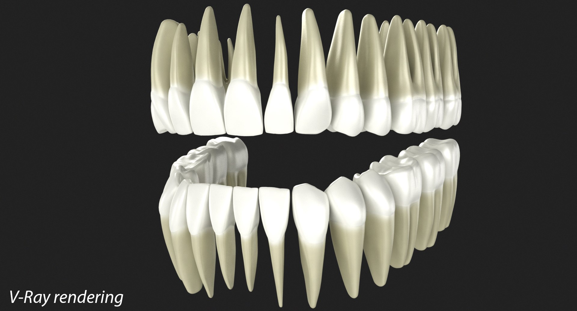 Human Teeth Modeled 3d Max