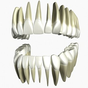 Teeth Mold 3D Model $29 - .ma - Free3D