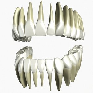 Human Teeth 3d Model