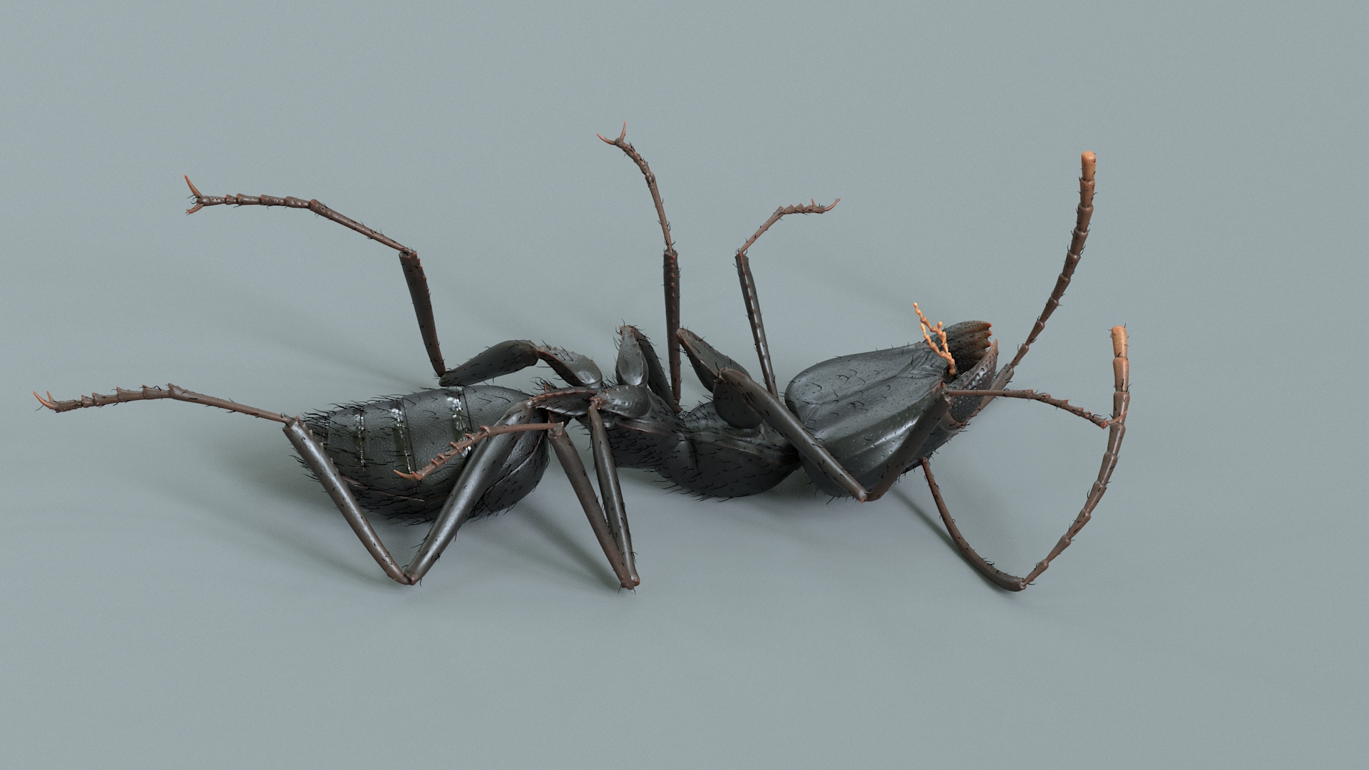 3D model Black Ant Rigged https://p.turbosquid.com/ts-thumb/o5/Ipq2fj/5e/antblacktbb/jpg/1714651255/1920x1080/turn_fit_q99/626a9196dbba5641785f04797d63fce4a33ee237/antblacktbb-1.jpg