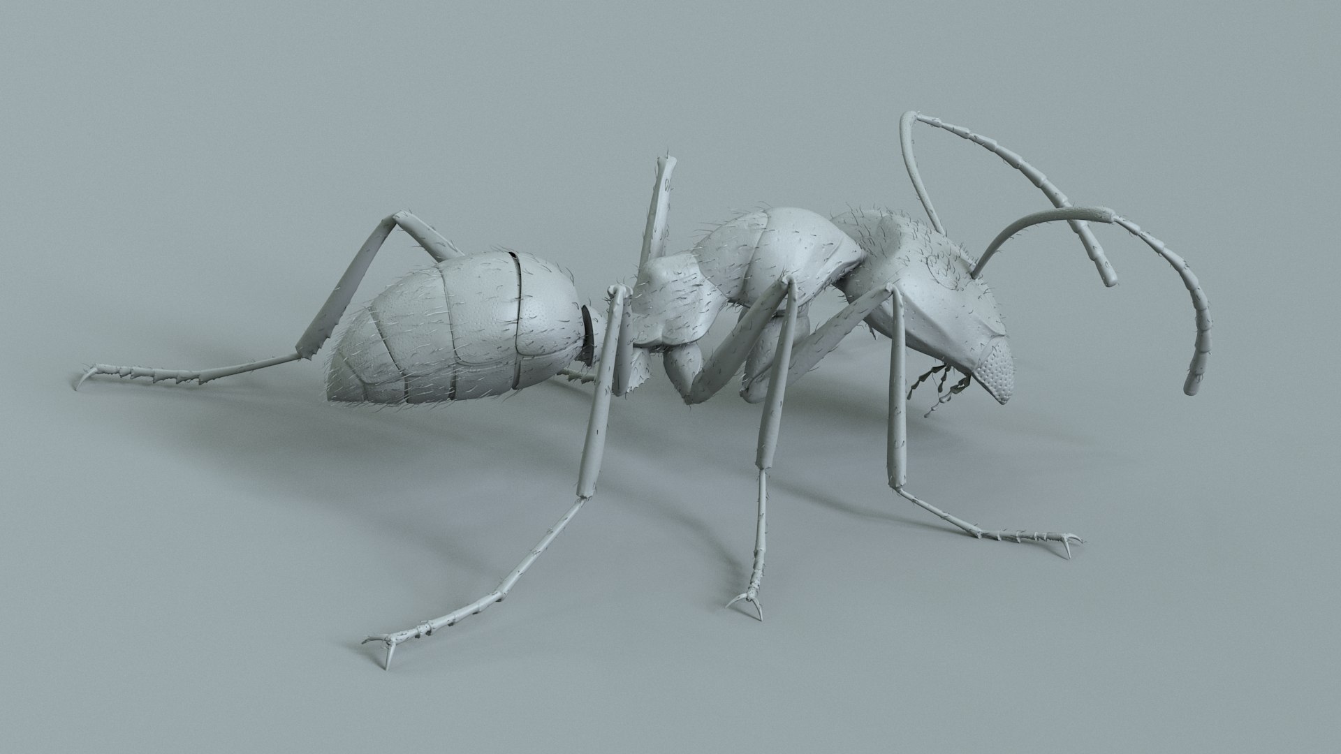 3D model Black Ant Rigged https://p.turbosquid.com/ts-thumb/o5/Ipq2fj/BV/ant_black_rigged_15/jpg/1714650765/1920x1080/fit_q87/f592ad2628cd911e397239c7c68654855c3e4e9d/ant_black_rigged_15.jpg