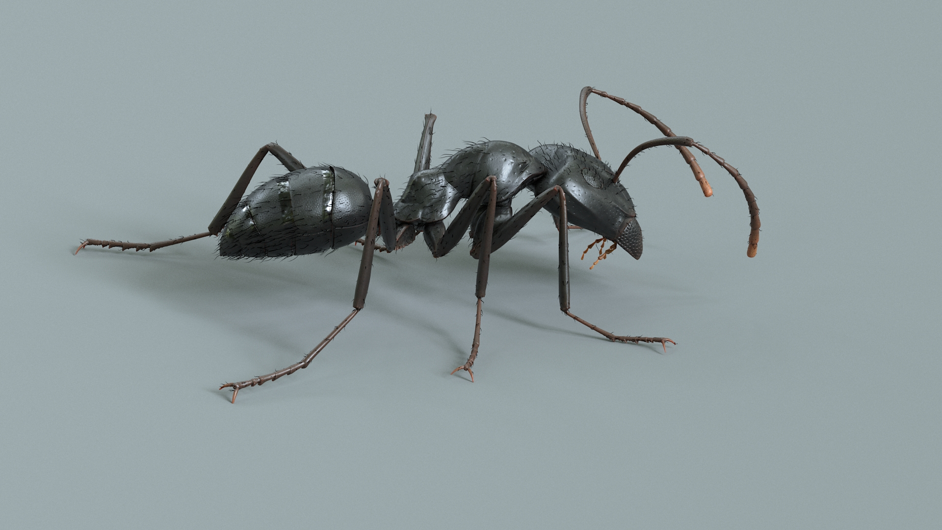 3D model Black Ant Rigged https://p.turbosquid.com/ts-thumb/o5/Ipq2fj/Ef/antblacktba/jpg/1714651100/1920x1080/turn_fit_q99/39757169d79c8e33029fa40cffd5963db28a6663/antblacktba-1.jpg