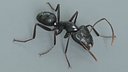 Black Ant Rigged