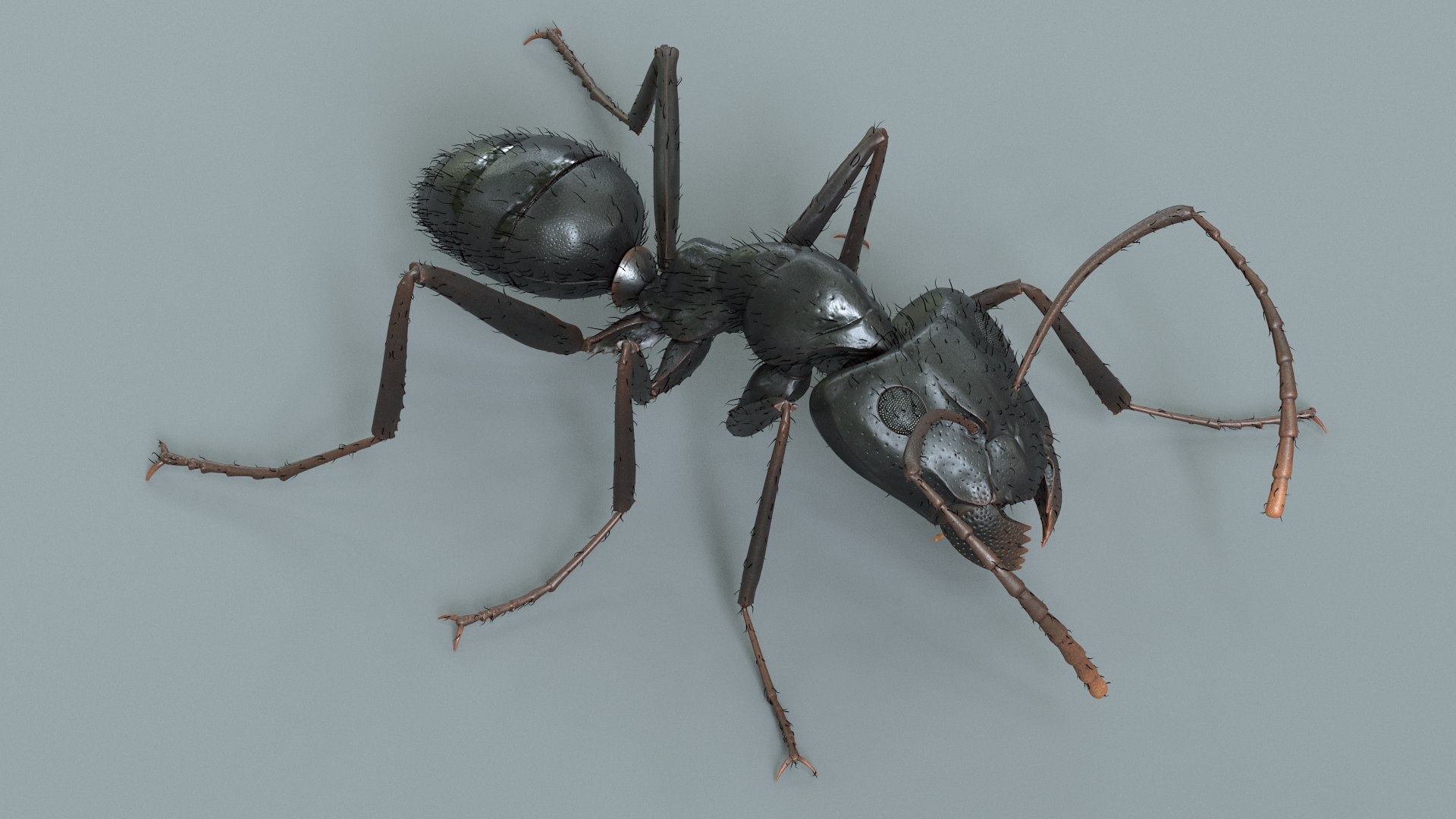 Insects Rigged Collection 3D model https://p.turbosquid.com/ts-thumb/o5/Ipq2fj/OV/ant_black_rigged_02/jpg/1788487983/1920x1080/fit_q87/c29c1fb6086d7646224ff60e8fbe23e2972f70d3/ant_black_rigged_02.jpg