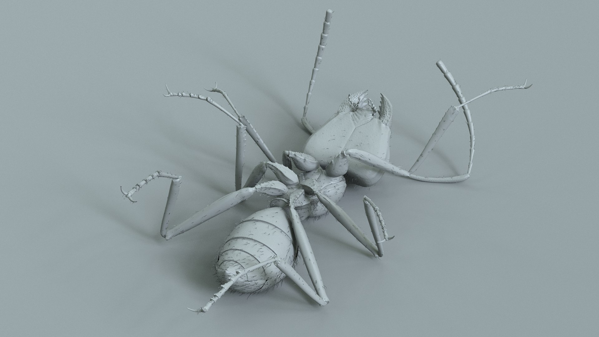 3D model Black Ant Rigged https://p.turbosquid.com/ts-thumb/o5/Ipq2fj/Sw/ant_black_rigged_21/jpg/1714650775/1920x1080/fit_q87/ccc7124ee9eedbf031dd4e92d6f392ed8d23628f/ant_black_rigged_21.jpg