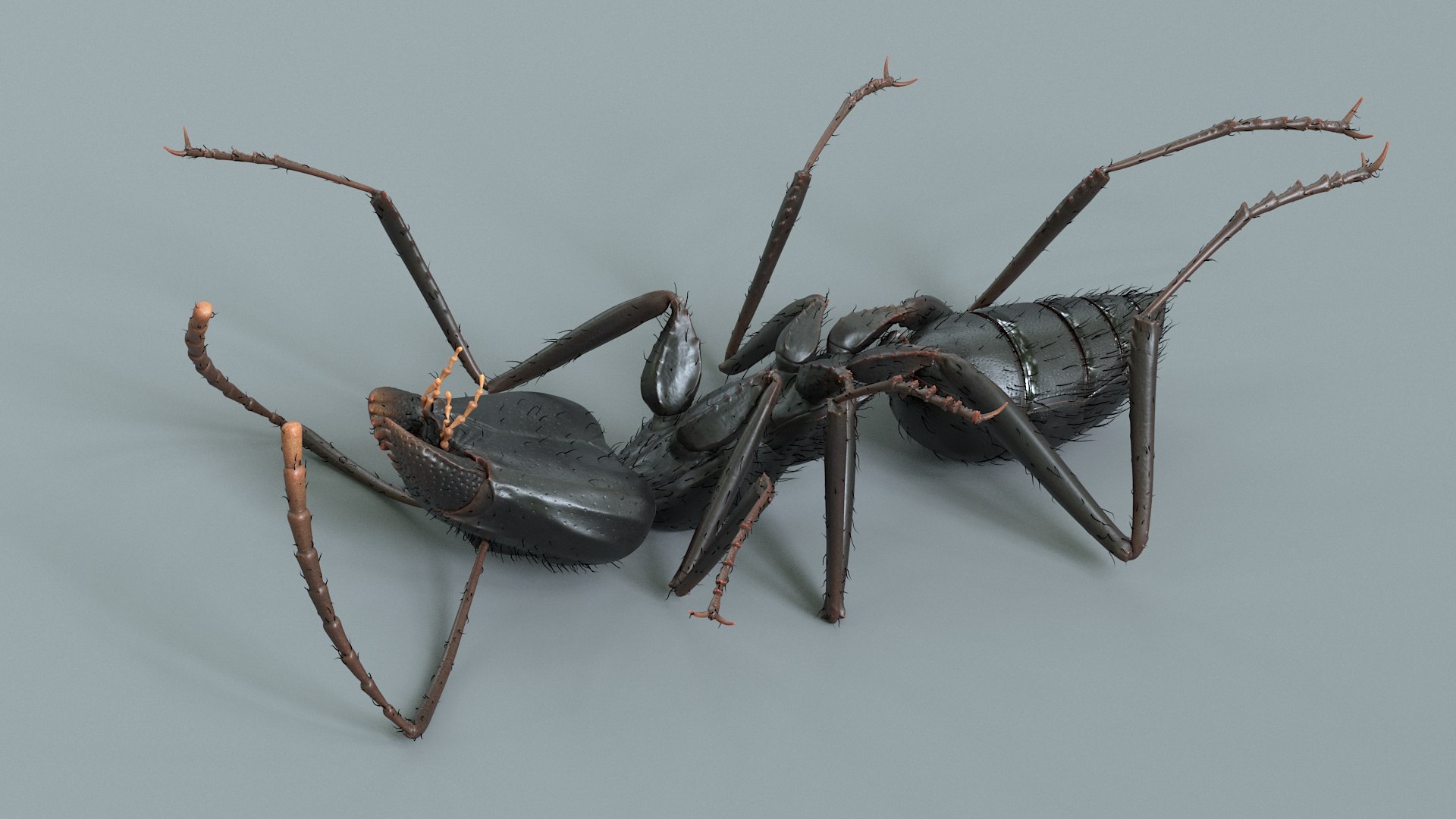 3D model Black Ant Rigged https://p.turbosquid.com/ts-thumb/o5/Ipq2fj/ZV/ant_black_rigged_11/jpg/1714650761/1920x1080/fit_q87/d27cee52eb30389b45b93ef1edd6d2c6cff9ce61/ant_black_rigged_11.jpg