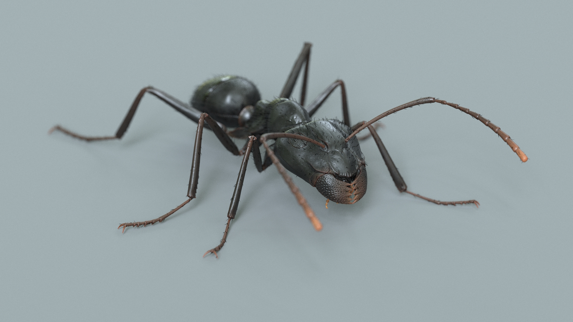 3D model Black Ant Rigged https://p.turbosquid.com/ts-thumb/o5/Ipq2fj/bg/antblackanimb/jpg/1714651383/1920x1080/turn_fit_q99/6040935fe445dcc8047237063713a1fce2f3963d/antblackanimb-1.jpg