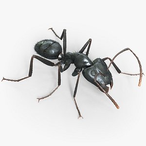 Black Ant Rigged
