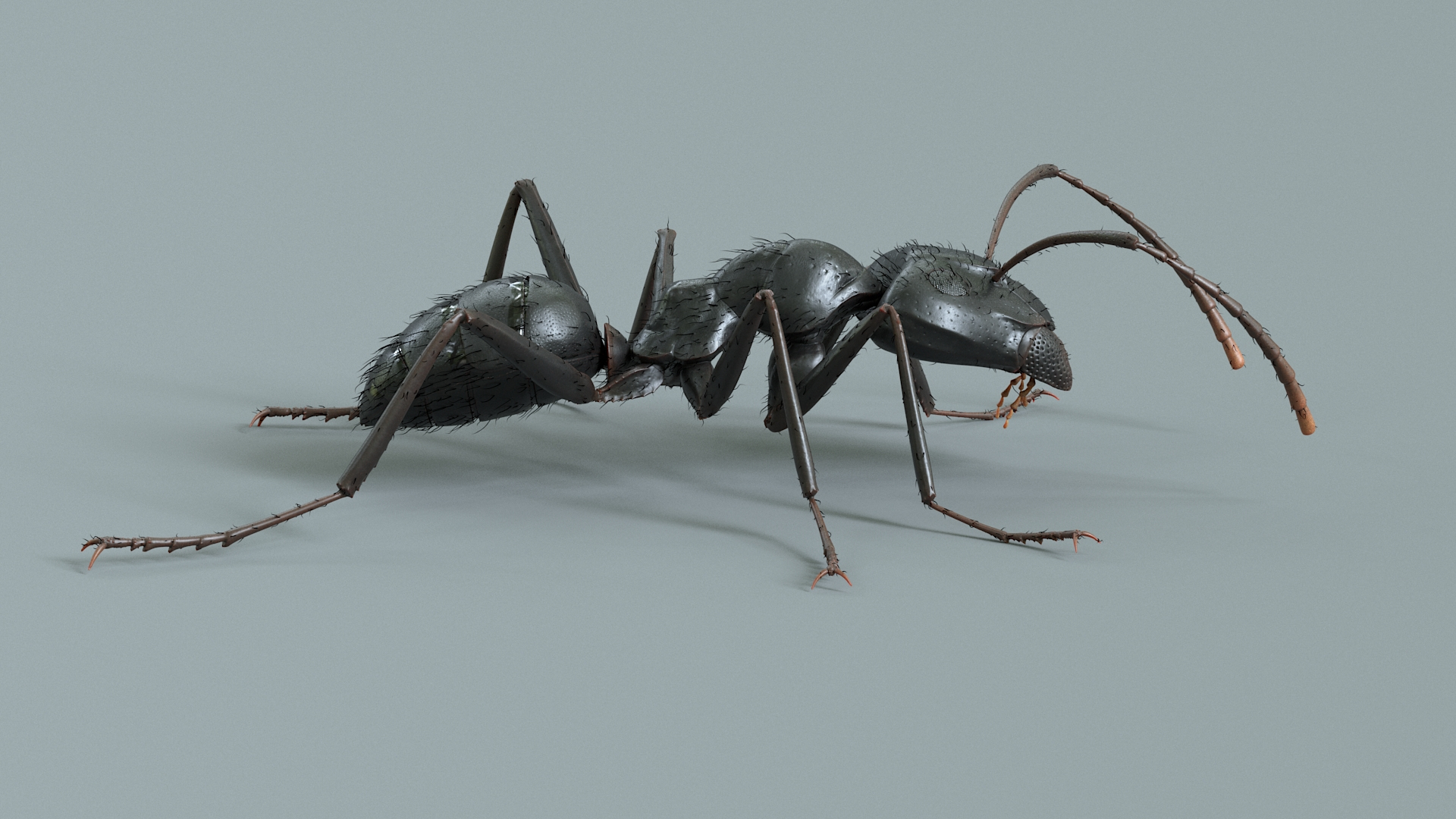 3D model Black Ant Rigged https://p.turbosquid.com/ts-thumb/o5/Ipq2fj/pY/antblackanima/jpg/1714651313/1920x1080/turn_fit_q99/f23f1e05e9e3daac24441ca474db5d323b9244e9/antblackanima-1.jpg