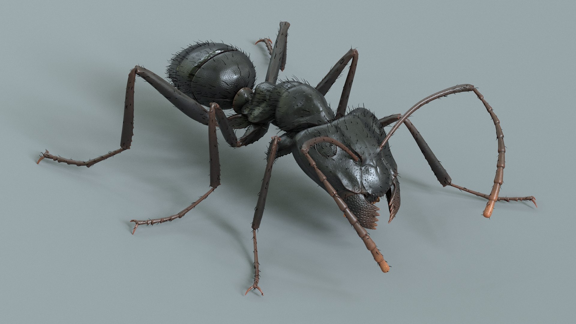 3D model Black Ant Rigged https://p.turbosquid.com/ts-thumb/o5/Ipq2fj/sk/ant_black_rigged_07/jpg/1714650755/1920x1080/fit_q87/9482eed9b236afd2e4a539d40fa63fe1c7b526b0/ant_black_rigged_07.jpg