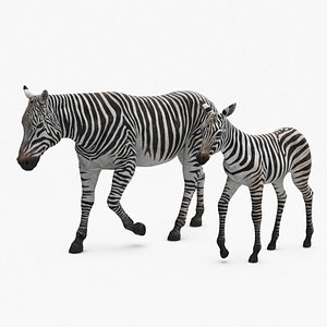 Zebra Mother and Foal