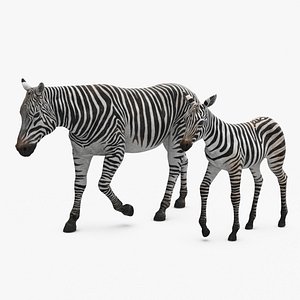 Zebra Mother and Foal