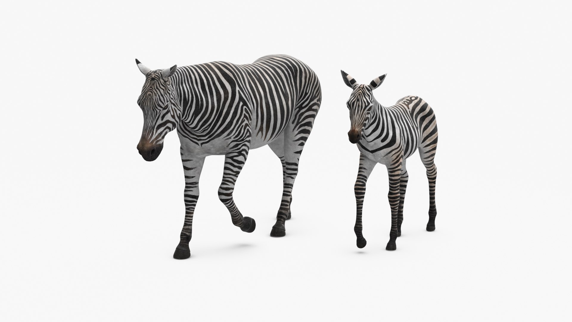 Zebra Mother and Foal 3D model preview