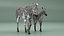 Zebra madre e puledro
