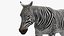 Zebra madre e puledro
