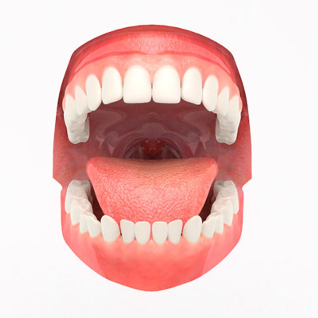 Aaamouth Mouth Teeth 3d Model