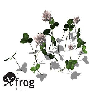 XfrogPlants White Clover