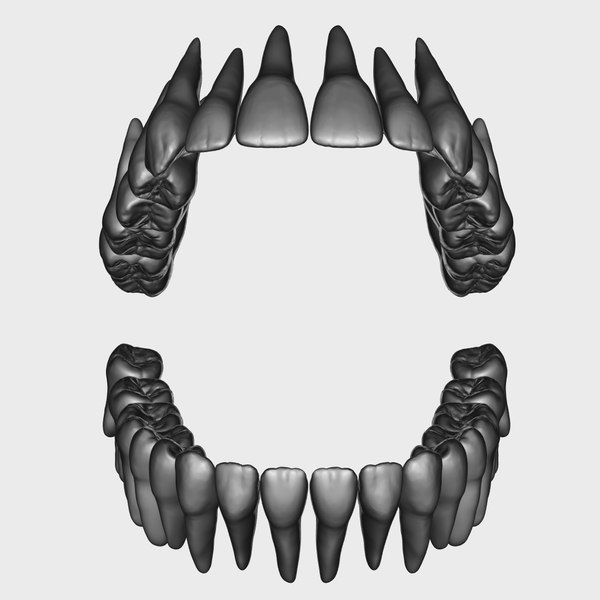 Human teeth model - TurboSquid 1270731