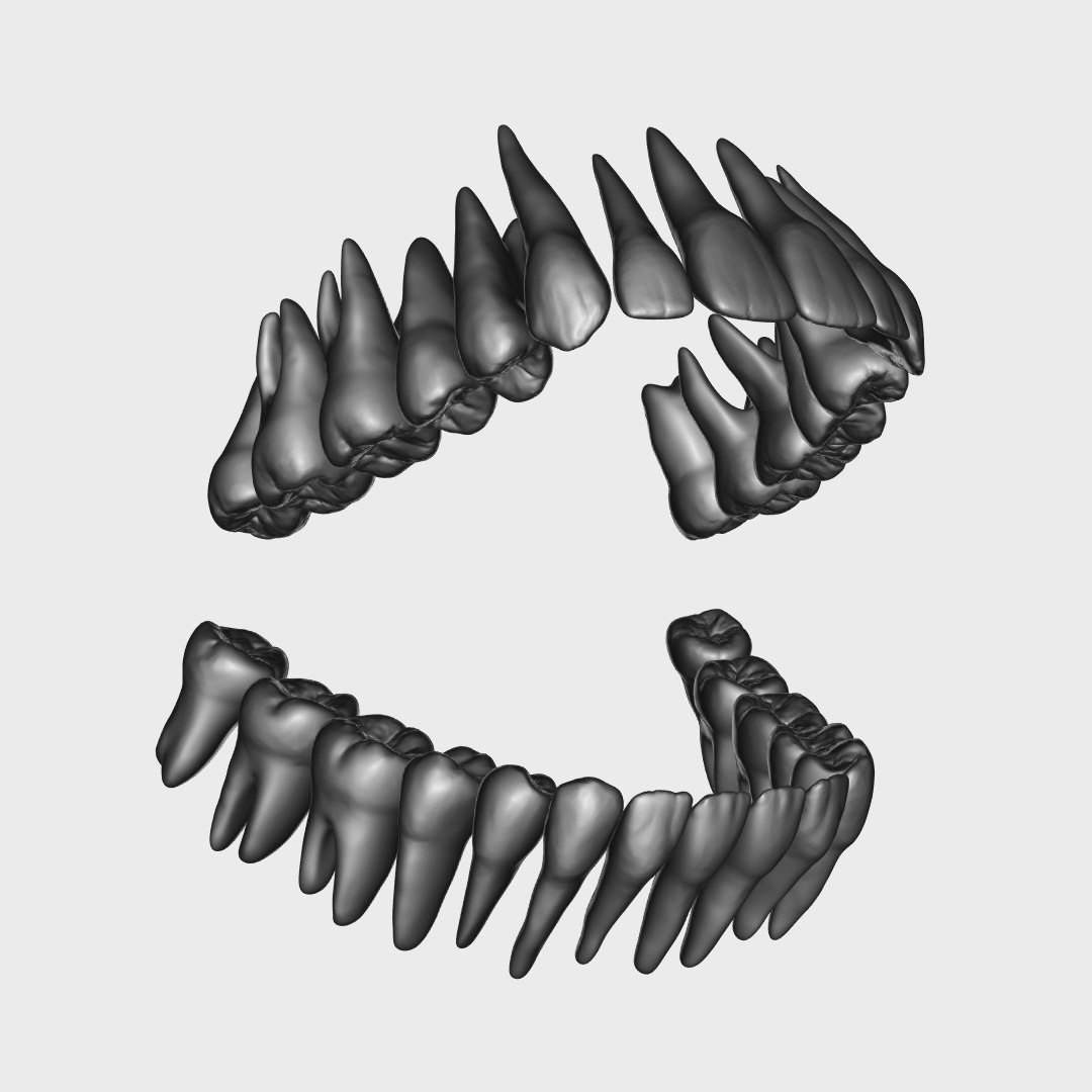human teeth model https://p.turbosquid.com/ts-thumb/o5/XkSNMQ/Sz4F323W/r10/png/1522173019/1920x1080/fit_q87/84e32859b04d044573acc4a468aa8eee7abbd001/r10.jpg