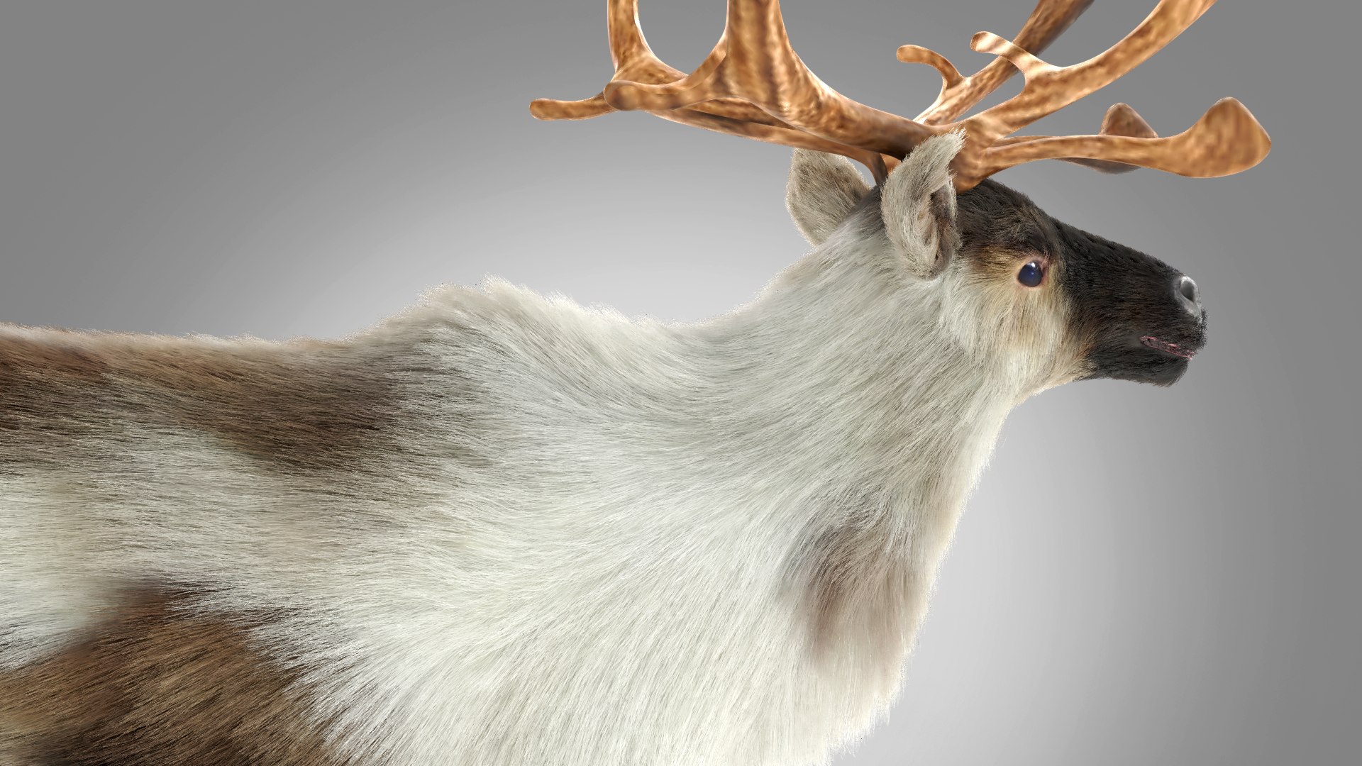 FurReindeer NO Rig model https://p.turbosquid.com/ts-thumb/o5/bahfGm/5u/pose09/png/1622518164/1920x1080/fit_q87/03ba10d974dccf20dd5aa2a0acc91465c0755975/pose09.jpg