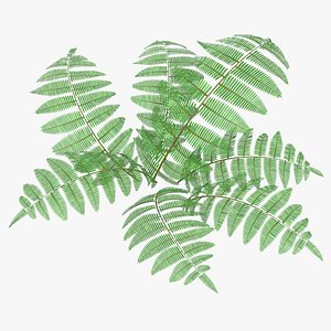 Fern Bush