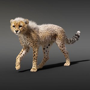 cheetah fur animation model