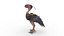 Terror bird 3D