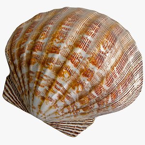 clam seashell 2 3d max