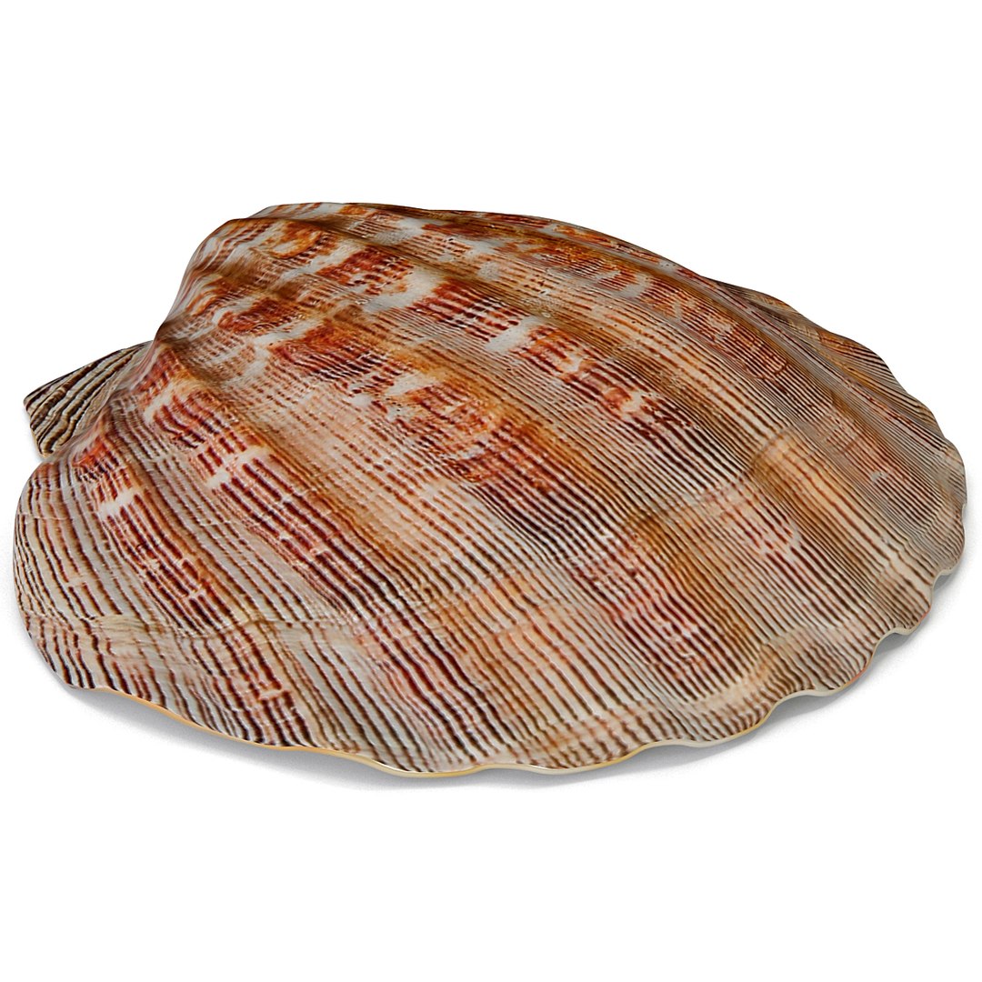 Clam Seashell 2 3d Max