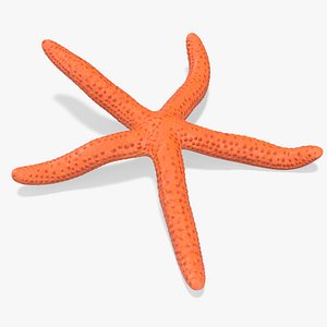 Echinaster Sepositus Crawling Pose 3D