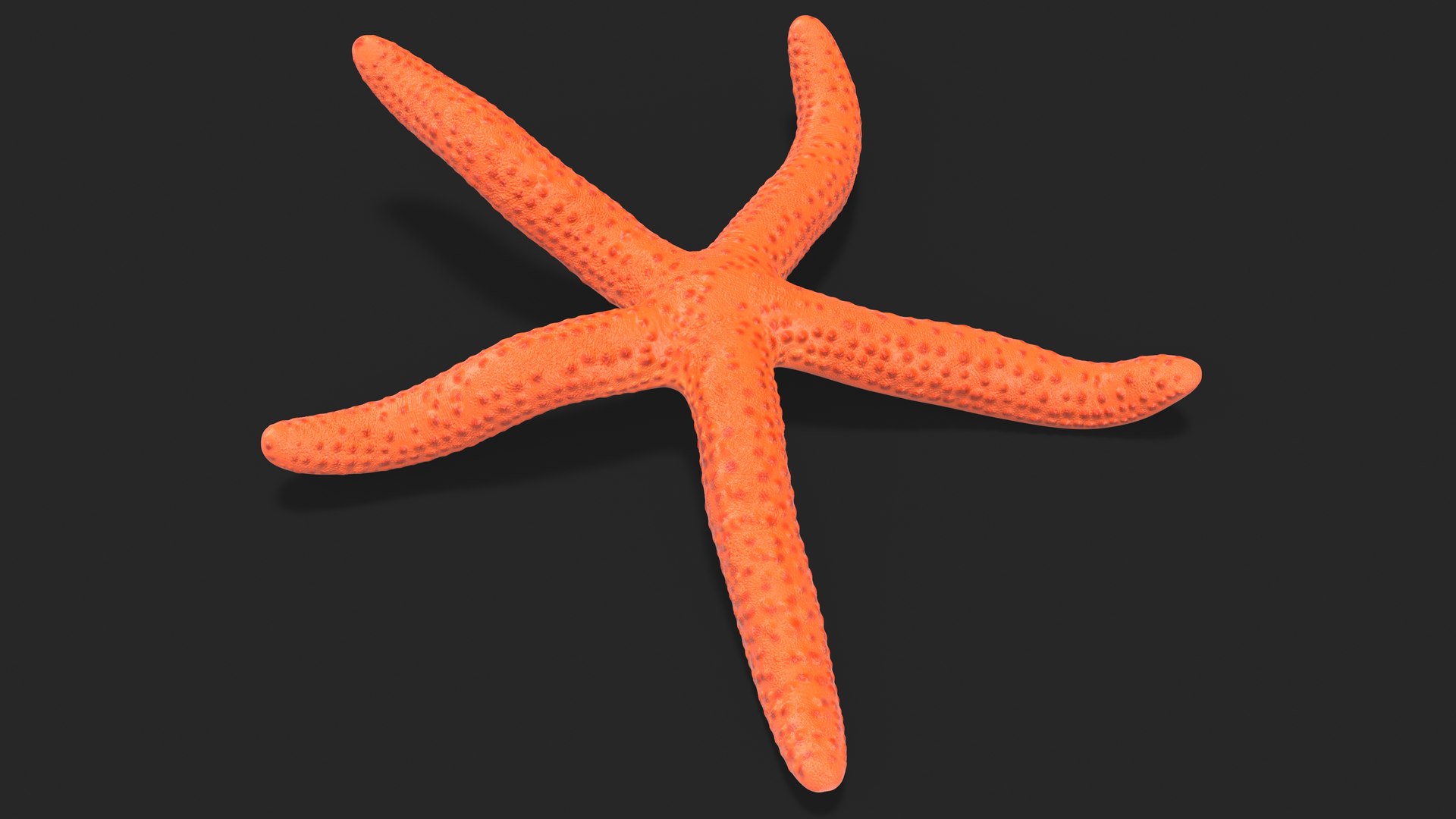 Echinaster Sepositus Crawling Pose 3D https://p.turbosquid.com/ts-thumb/o6/5tV3JL/Wf/echinasterseposituscrawlingpose3dmodel004/jpg/1714601854/1920x1080/fit_q87/bdd8ac429c3b23d292d4a32b00d063f948c68e51/echinasterseposituscrawlingpose3dmodel004.jpg