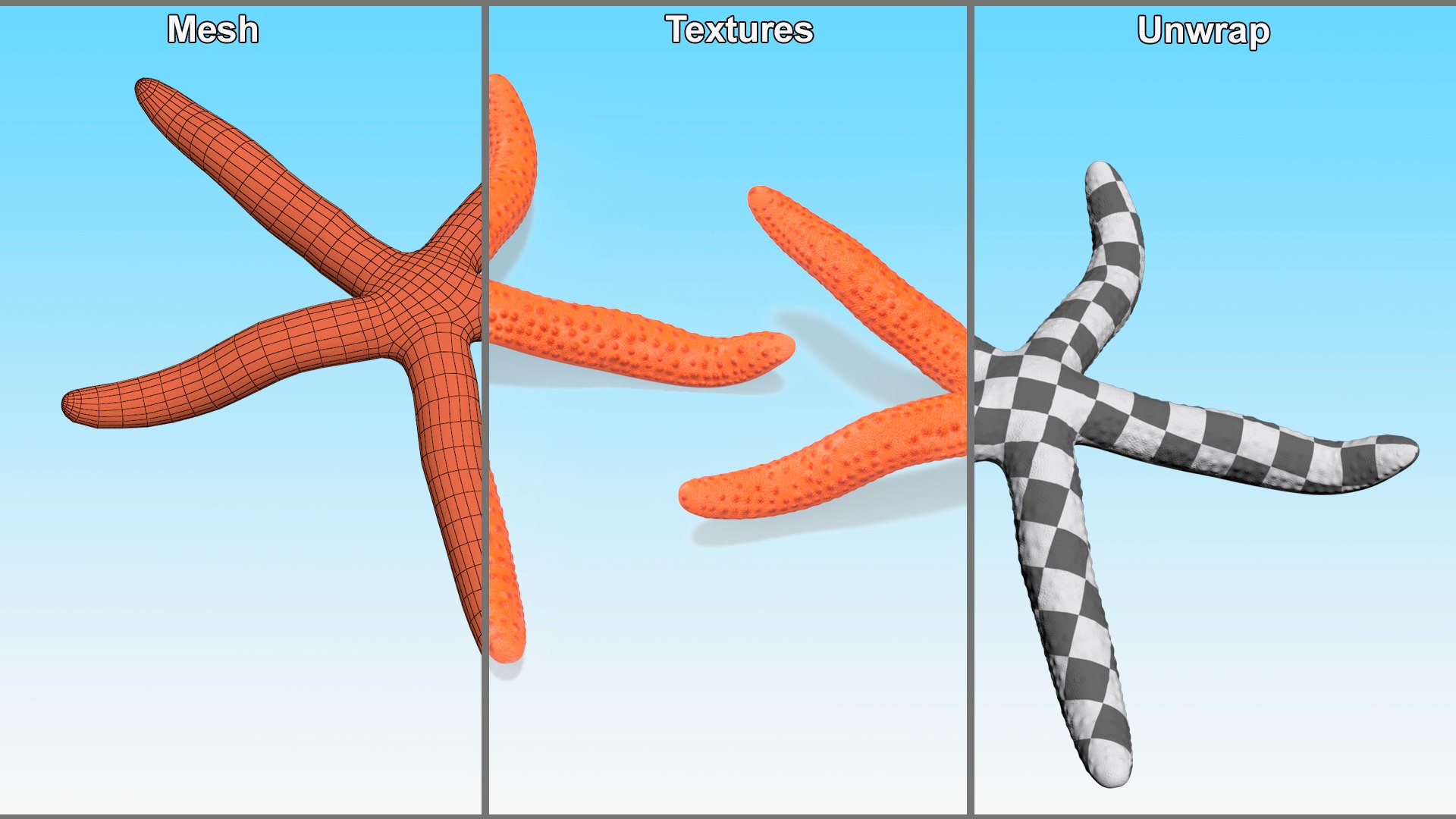 Echinaster Sepositus Crawling Pose 3D https://p.turbosquid.com/ts-thumb/o6/5tV3JL/Yi/echinasterseposituscrawlingpose3dmodel008/jpg/1714601866/1920x1080/fit_q87/696347784fa004ccdeb454f5b488dbd05dadfc8a/echinasterseposituscrawlingpose3dmodel008.jpg