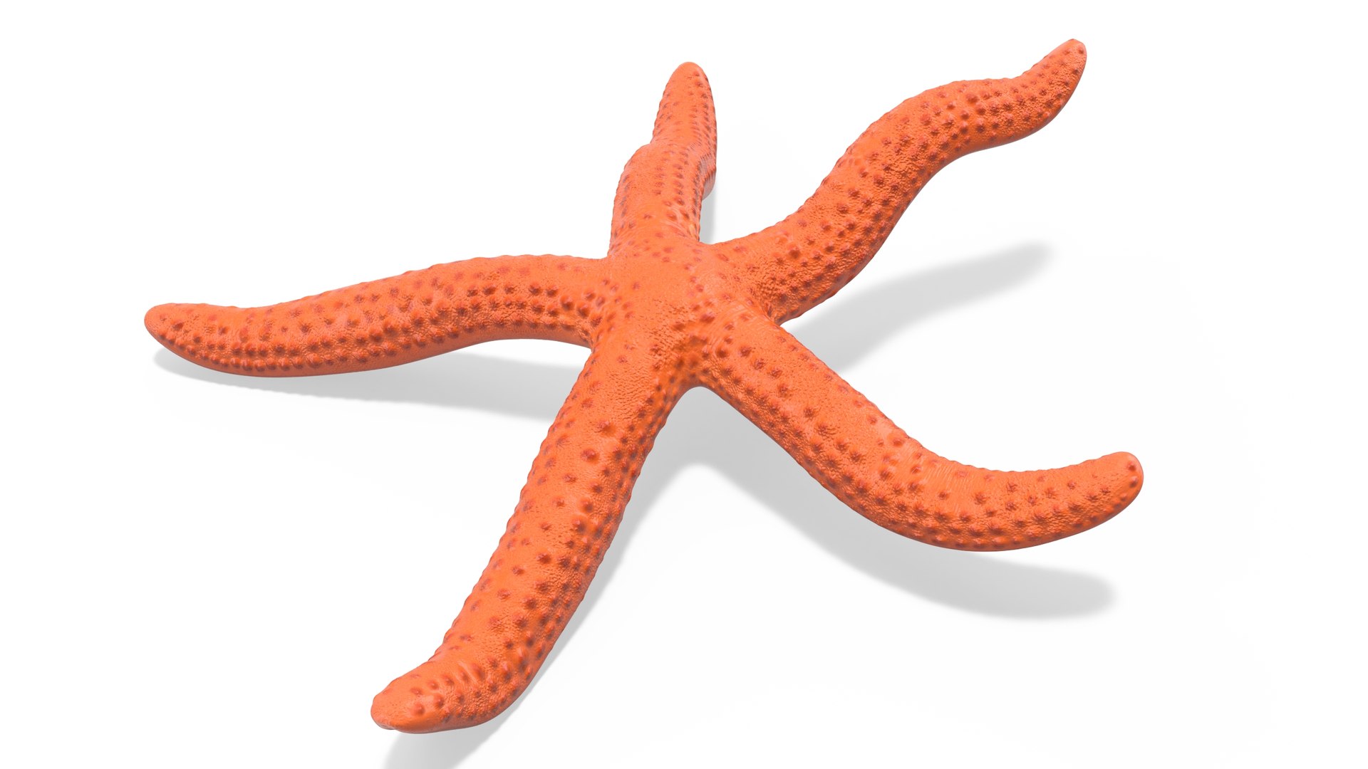 Echinaster Sepositus Crawling Pose 3D https://p.turbosquid.com/ts-thumb/o6/5tV3JL/dj/echinasterseposituscrawlingpose3dmodel005/jpg/1714601858/1920x1080/fit_q87/8a9a63edf0df87a936d115703abe7377cf50e486/echinasterseposituscrawlingpose3dmodel005.jpg